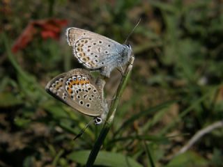 Gm Lekeli Esmergz (Plebejus argus)