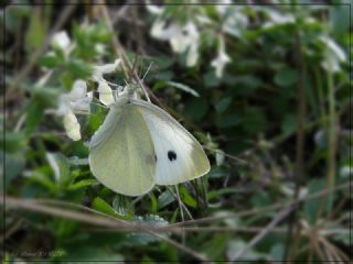 Kk Beyazmelek (Pieris rapae)