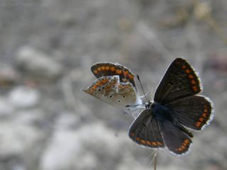 okgzl Esmer (Aricia agestis)