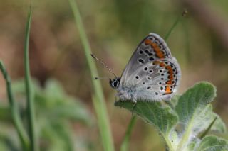 okgzl Esmer (Aricia agestis)