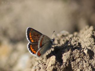 okgzl Esmer (Aricia agestis)