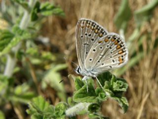 okgzl Mavi (Polyommatus icarus)