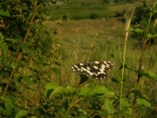 Orman Melikesi (Melanargia galathea)