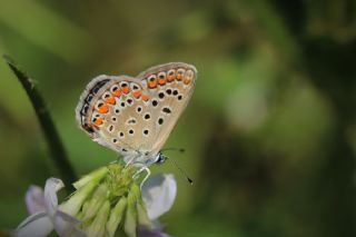 okgzl Mavi (Polyommatus icarus)