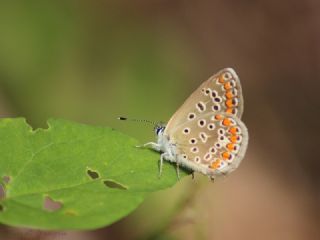 okgzl Mavi (Polyommatus icarus)