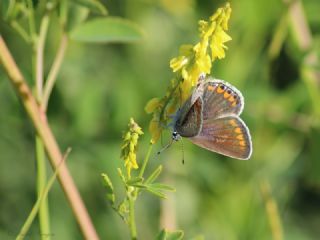 okgzl Mavi (Polyommatus icarus)