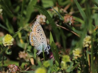 okgzl Mavi (Polyommatus icarus)