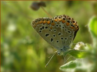 okgzl Mavi (Polyommatus icarus)