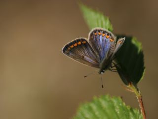 okgzl Mavi (Polyommatus icarus)