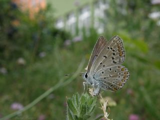 okgzl Mavi (Polyommatus icarus)