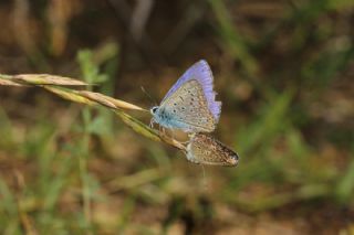 okgzl Mavi (Polyommatus icarus)