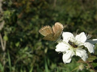 okgzl Mavi (Polyommatus icarus)