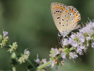 �okg�zl� Mavi&nbsp;(Polyommatus&nbsp;icarus)
