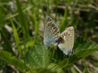 okgzl Mavi (Polyommatus icarus)