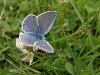 okgzl Mavi (Polyommatus icarus)