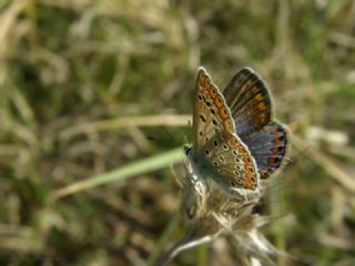 okgzl Mavi (Polyommatus icarus)