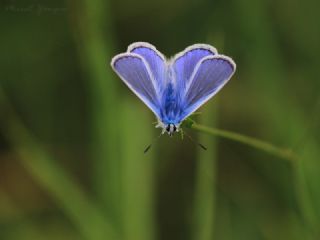 okgzl Mavi (Polyommatus icarus)