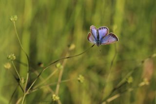 okgzl Mavi (Polyommatus icarus)