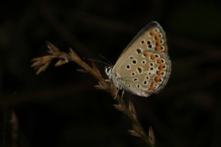 okgzl Mavi (Polyommatus icarus)