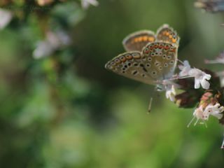 okgzl Mavi (Polyommatus icarus)