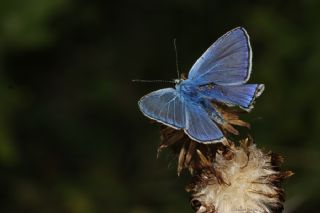 okgzl Mavi (Polyommatus icarus)