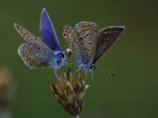 okgzl Mavi (Polyommatus icarus)