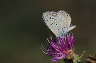 okgzl Mavi (Polyommatus icarus)