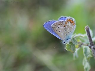 okgzl Mavi (Polyommatus icarus)