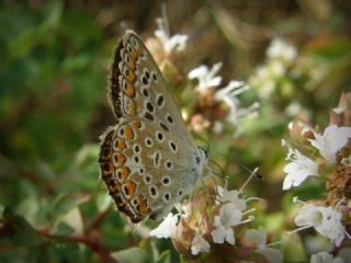 okgzl Mavi (Polyommatus icarus)