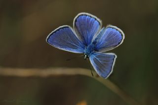 okgzl Mavi (Polyommatus icarus)