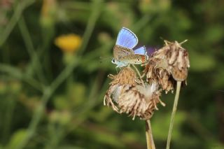 okgzl Mavi (Polyommatus icarus)