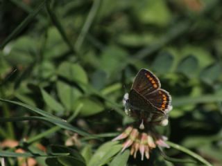 okgzl Mavi (Polyommatus icarus)