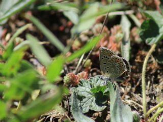 okgzl Mavi (Polyommatus icarus)