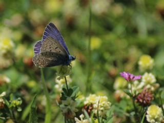 okgzl Mavi (Polyommatus icarus)