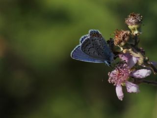 okgzl Mavi (Polyommatus icarus)