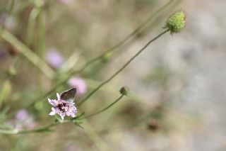 �okg�zl� Mavi&nbsp;(Polyommatus&nbsp;icarus)