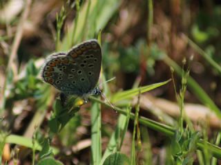 okgzl Mavi (Polyommatus icarus)