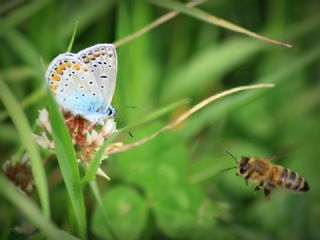 okgzl Mavi (Polyommatus icarus)