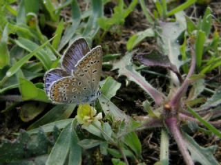 okgzl Mavi (Polyommatus icarus)