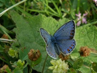 okgzl Mavi (Polyommatus icarus)