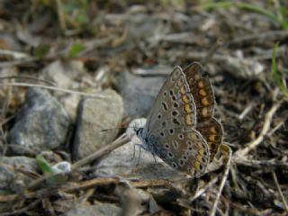 okgzl Mavi (Polyommatus icarus)