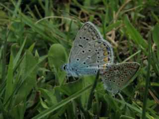 okgzl Mavi (Polyommatus icarus)