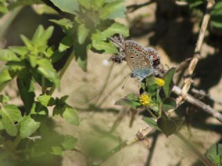 okgzl Mavi (Polyommatus icarus)