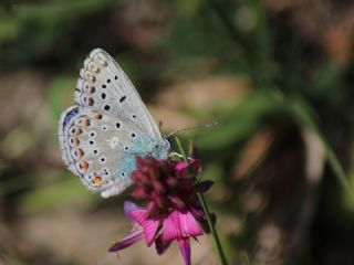 okgzl Gk Mavisi (Polyommatus bellargus)