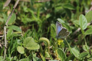 okgzl Gk Mavisi (Polyommatus bellargus)
