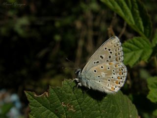 okgzl Gk Mavisi (Polyommatus bellargus)