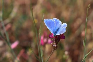 okgzl Gk Mavisi (Polyommatus bellargus)