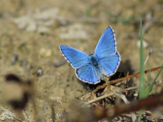 okgzl Gk Mavisi (Polyommatus bellargus)