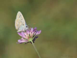 okgzl Gk Mavisi (Polyommatus bellargus)