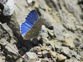 okgzl Gk Mavisi (Polyommatus bellargus)